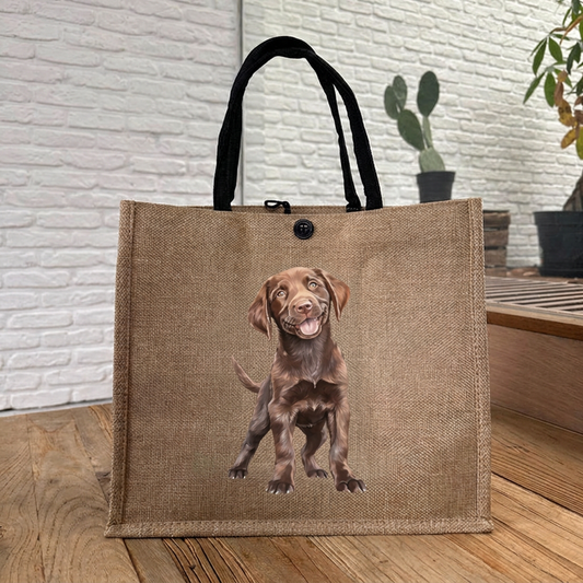 Chocolate Lab